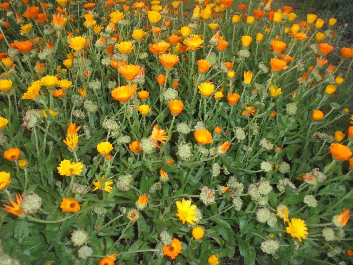 Calendula officinalis L.